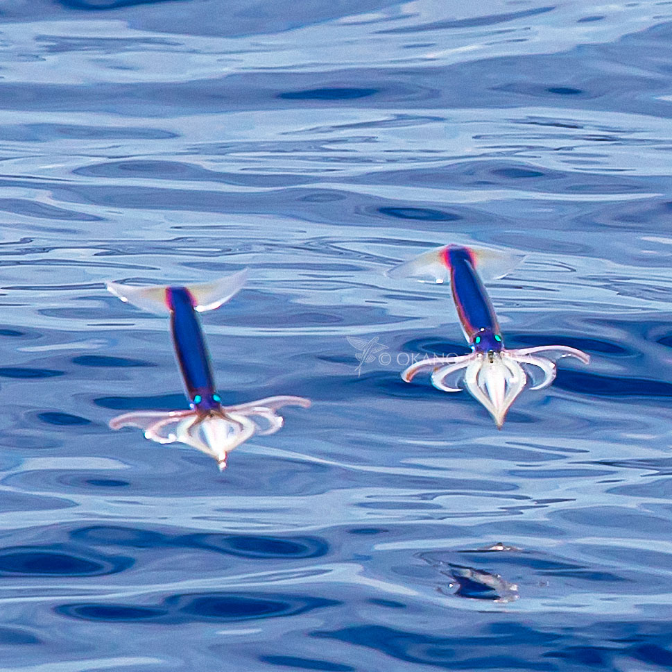 ট ইট র T Okano トビイカの飛翔で着水前に腕で作った後翼後端を真下に折り曲げるのは飛行機 のフラップみたいな効果を生んでいるんだろうなぁ と城南島で羽田に降りる飛行機を眺めて思ったり 揚力を稼ぐ為と着水に向けたブレーキング トビイカ