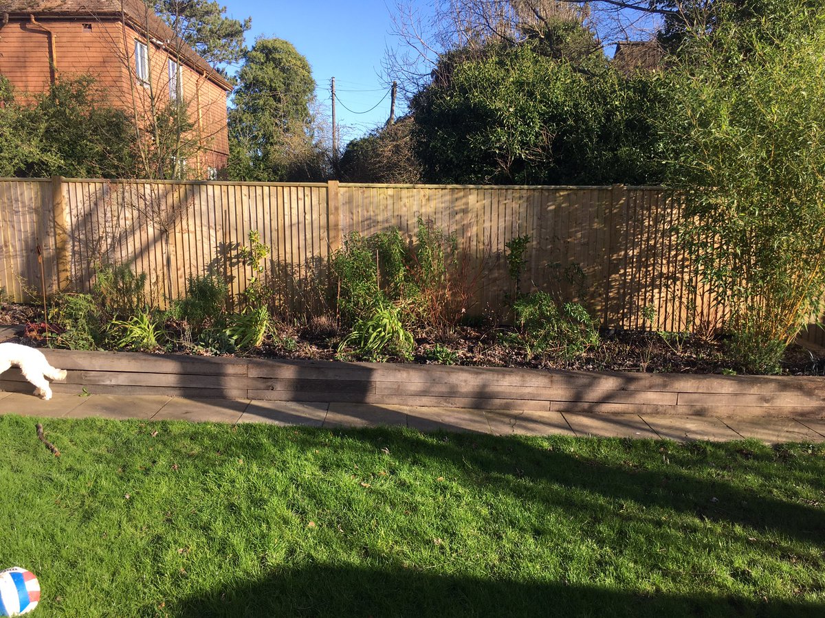 CREducATE's tweet photo. Hello #gardeners and appreciators of #HerbaceousBorders, starting today - Sunday 19th Jan 2020 1130am - I’m going to photograph my border and post them weekly using the hashtags #PhotoDocMyBorder #pdmb Join me. Retweet. Append a mini report if you like. https://t.co/MET4MP1p5F