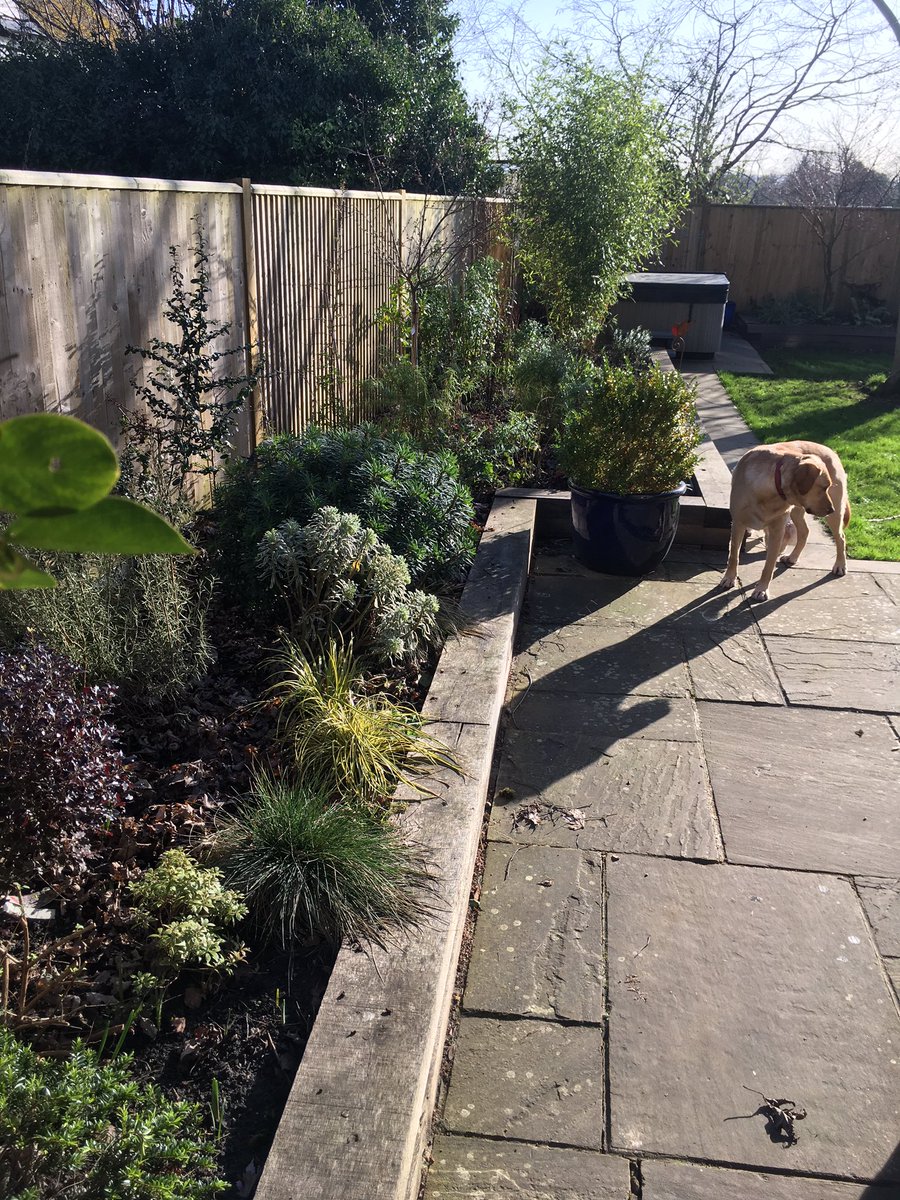 CREducATE's tweet photo. Hello #gardeners and appreciators of #HerbaceousBorders, starting today - Sunday 19th Jan 2020 1130am - I’m going to photograph my border and post them weekly using the hashtags #PhotoDocMyBorder #pdmb Join me. Retweet. Append a mini report if you like. https://t.co/MET4MP1p5F