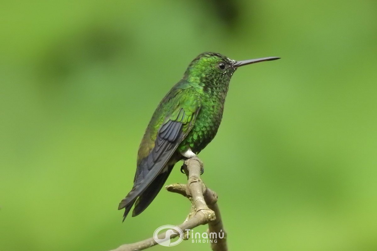 Photography Steely-vented #Hummingbird (NE) in the gardens at #TinamuBirding in Caldas Colombia booking: tinamubirding.com

#Hummingbird #ColombianHummingbird #HummingbirdColombia
#OrnithologicalTourism #Tourbirds #NatureTourism #Birders