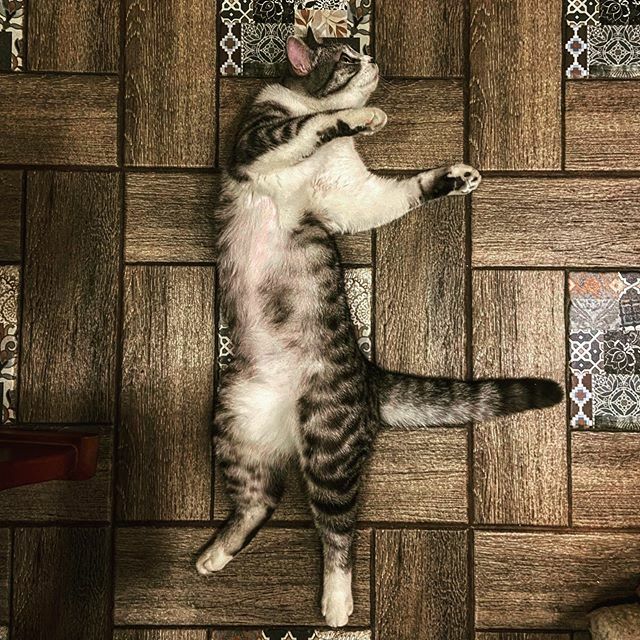 zentaura's tweet photo. Танцующая богиня https://t.co/YzjAaPK9D4 https://t.co/K40ZPz4JWU