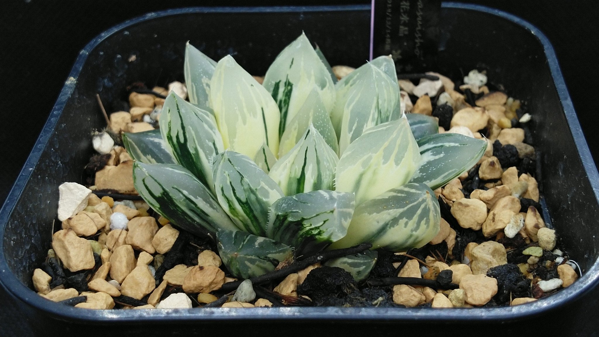 友成星司 Code S74x 気を取り直して いつもの感じで 花水晶です Haworthia ハオルシア ハオルチア 多肉植物 箱庭 計画 T Co 5wrukzf7hb Twitter