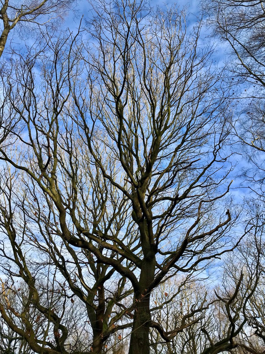 BeestonJeremy's tweet photo. #LookUpLeeds in #Middleton Park. More photos over on FB https://t.co/D6l4PfF16Z