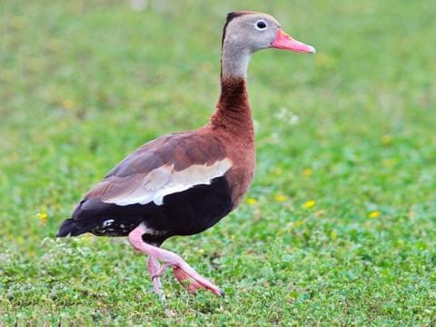 SafariTicket's tweet photo. Black-bellied Whistling-Duck
Habitat : Marshes
Nesting : Cavity
Behavior : Dabbler
Conservation :  Low Concern
Best Viewing  : Mare Dam, Nyanga NP
#Zimbabwe🇿🇼 https://t.co/WAvM5OwCdr