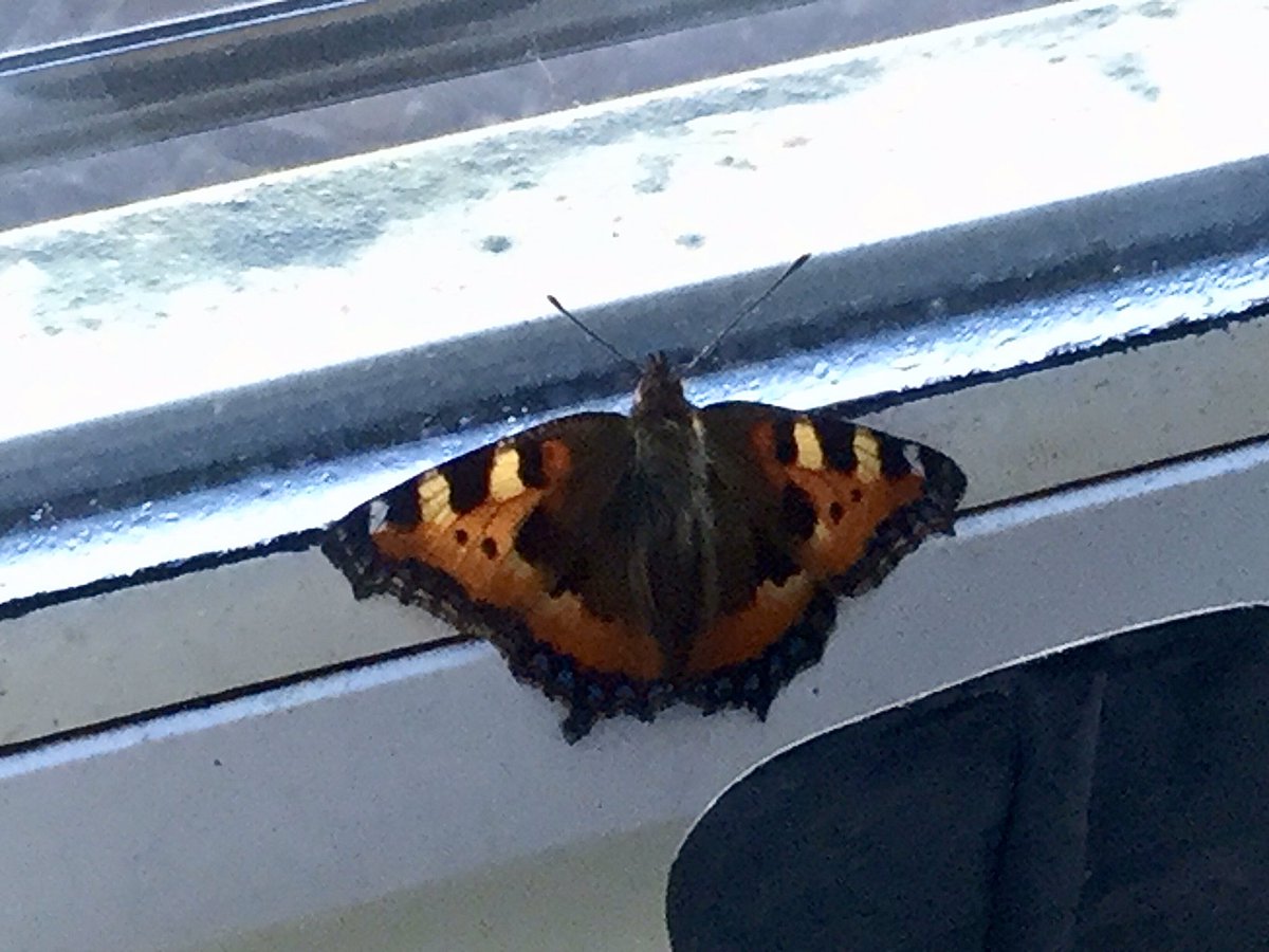 RuthCarlyle's tweet image. Found a red admiral butterfly trying to get out of the guest room window. Have placed a cardboard box to give it shade and small amount of sugar water in sushi dish, so hope to tempt it to go back to hibernation. #NotSpringYet #FrostyOutside