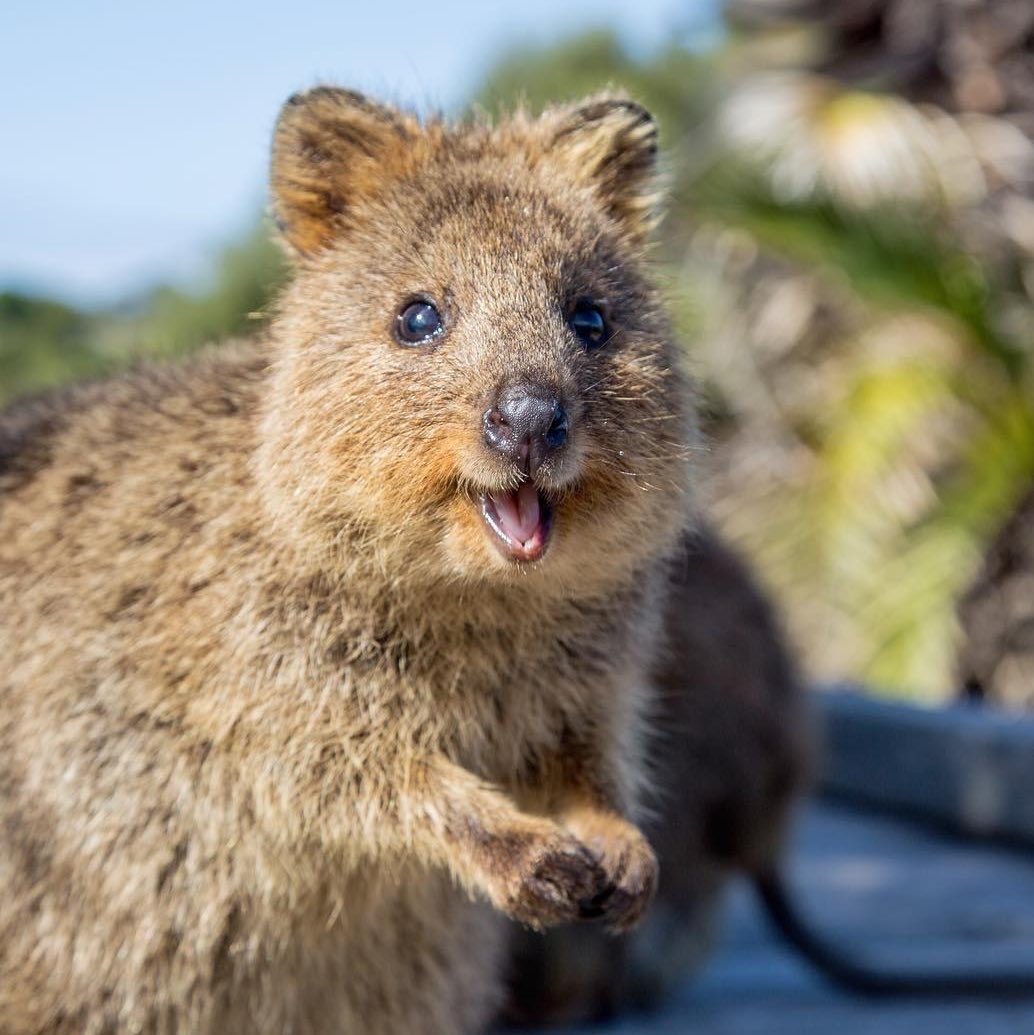 最高オーストラリア 動物 笑う 最高の動物画像