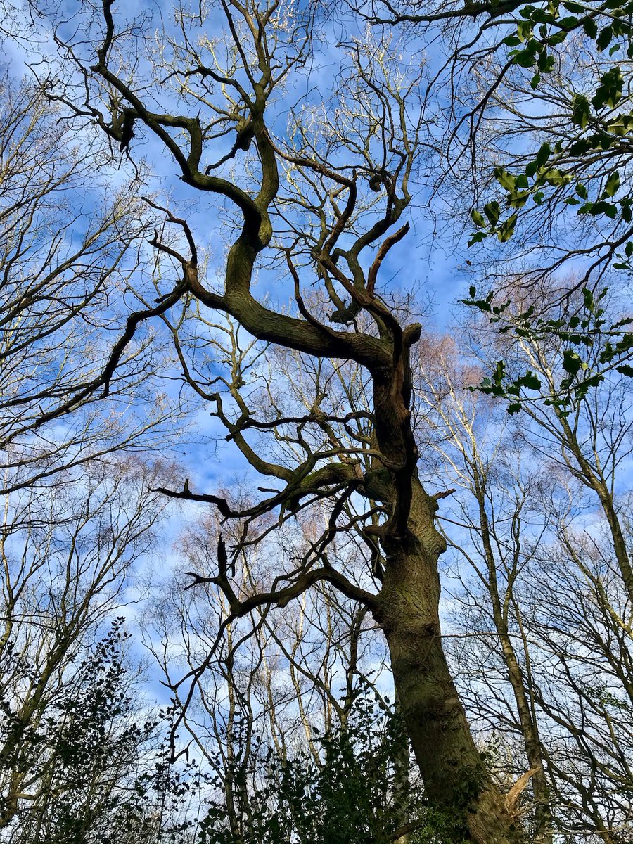 BeestonJeremy's tweet photo. #LookUpLeeds in #Middleton Park. More photos over on FB https://t.co/D6l4PfF16Z