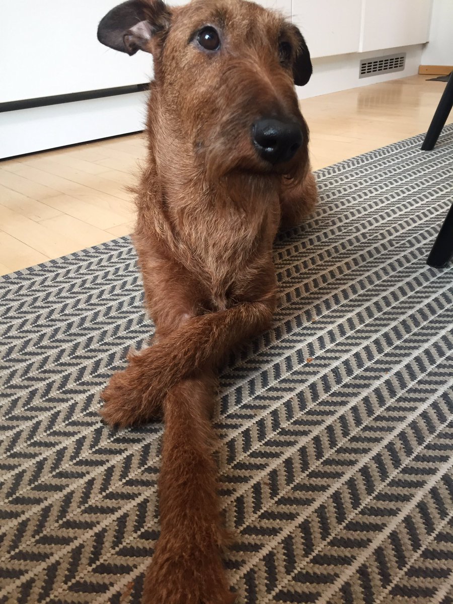 ToniKoutu's tweet photo. Ruun lempipaikka on keittiön sohva. Näin odotetaan, että voisin poistua hänen ylhäisyytensä paikalta 🐕😀 #koirat #anaxeos #irlanninterrieri https://t.co/fPBcYUX6O7