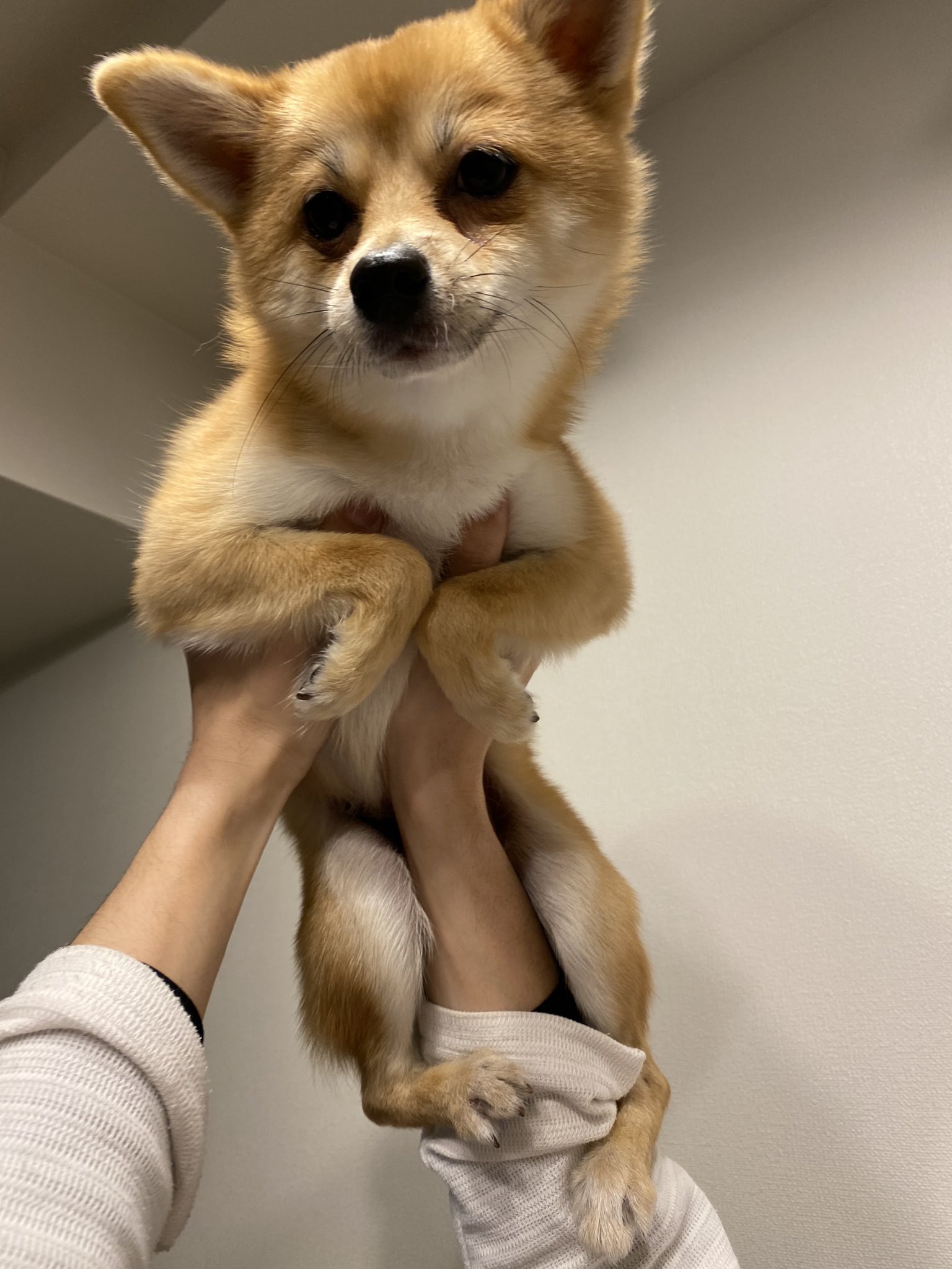 いなり ムキムキ ボディビルダー犬 犬 子犬 ミックス犬 柴犬 豆柴 小豆柴 きつね キツネ ポメラニアン ポメ柴 Dog Puppy Shiba Pomeranian Mameshiba Fox T Co Hzazarizi4 Twitter