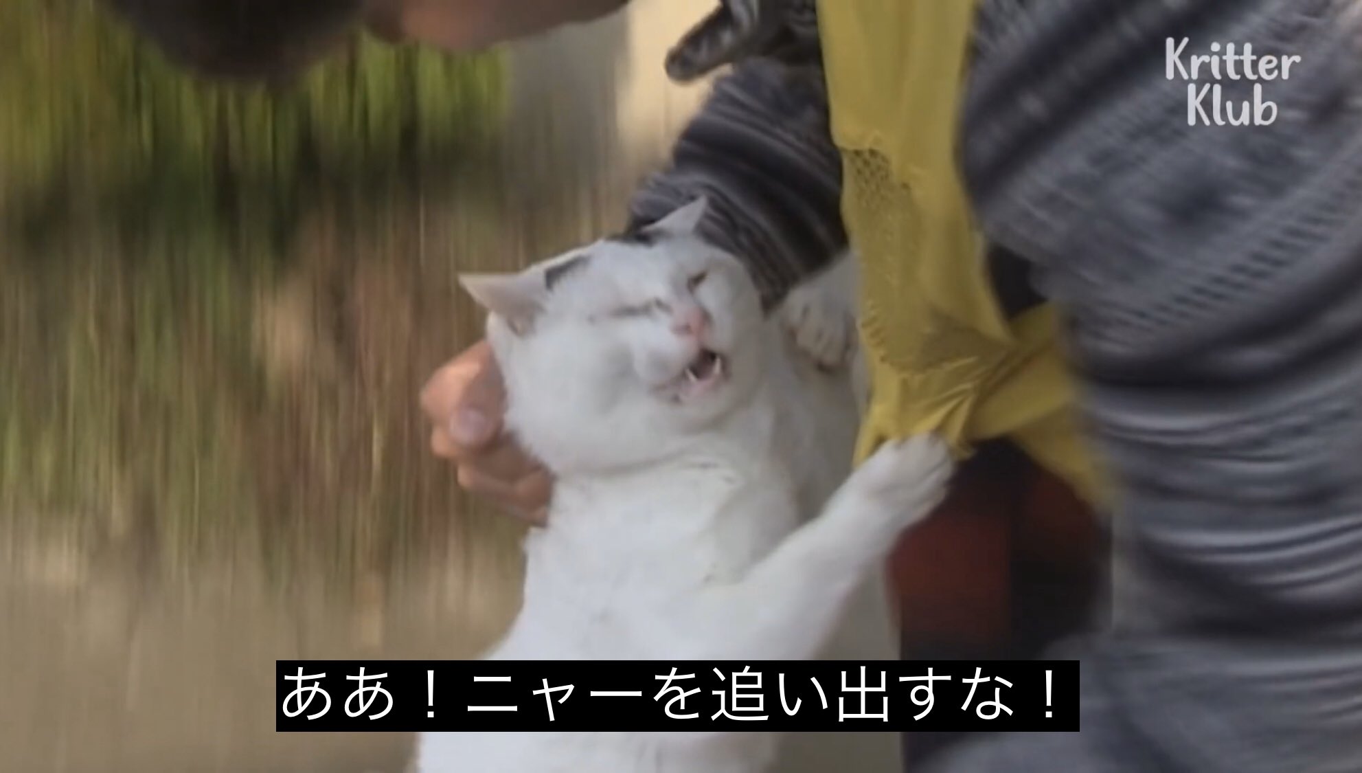 どうぶつ動画字幕bot on X: 