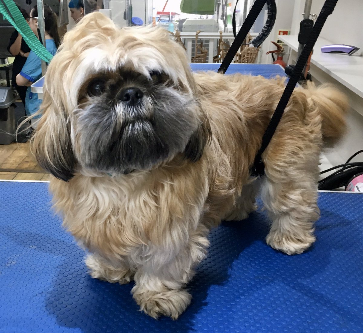 Vanity Fur 😍

Shih Tzu - Boo.
Full Groom and Scissor Tidy. Legs scissored into tubes and clipping and styling around the neck to enhance and define between body and head 🐶✂️

#greenwich #greenwichdog #dogsofgreenwich #doggroomer #doggroom #doggrooming #petstylist