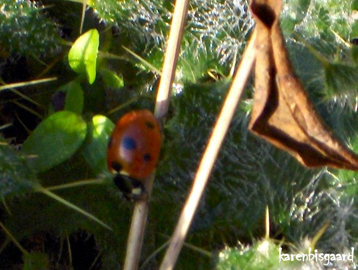 KarenBisgaard1's tweet photo. https://t.co/wtURm3Wefe
#ladybird #first2020 #ladybug #firstofyear #january https://t.co/JeHSNpAHBc