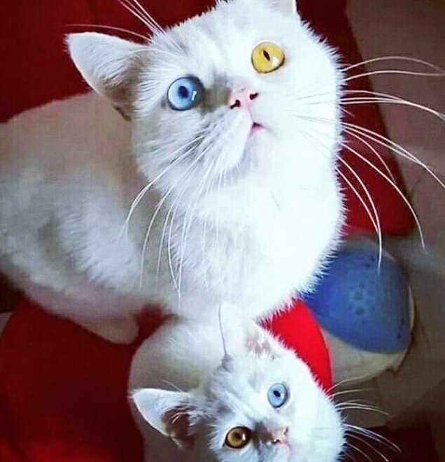 Shoaib__007's tweet photo. Indeed..! Allah is the Best Creator ❤
#Cat #citten https://t.co/u11sviwMJQ