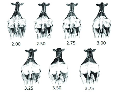 ApsavetOficial's tweet photo. Para la determinación de la #CondicionCorporal deben evaluarse zonas anatómicas específicas del área pélvica y lumbar como las costillas cortas, el ligamento sacro, el hueso de la cadera, los ligamentos de la fosa y los isquiones. #DatoAPSA https://t.co/VQwv1QXgoV