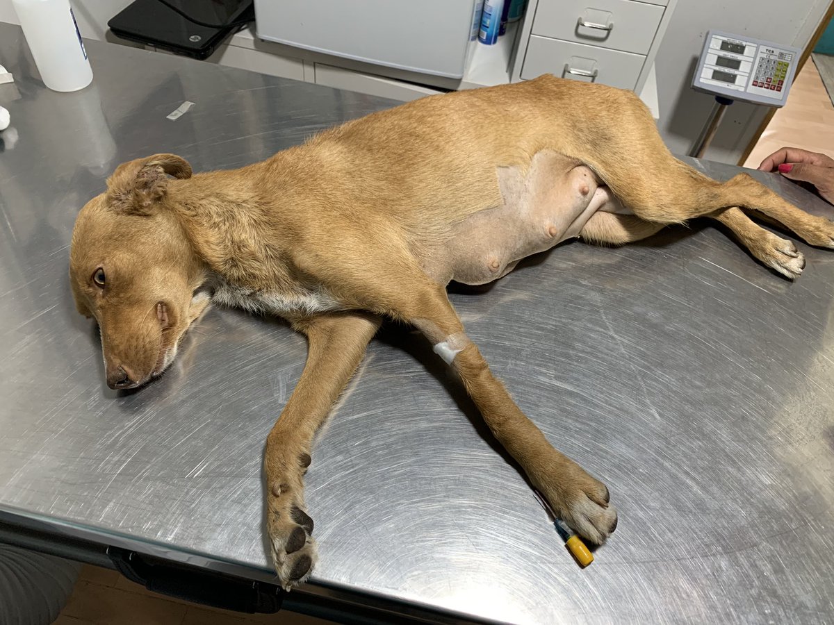 La madrugada del 17/01/20 logramos rescatar a tres perritos de una horrible situación de abandono y maltrato en Colina, una de muchas en la comuna. Gracias a la <a href="/PDI_CHILE/">PDI Chile</a> por su rápida acción en este caso, lucharemos por sacarlos adelante y que se cumpla la ley.