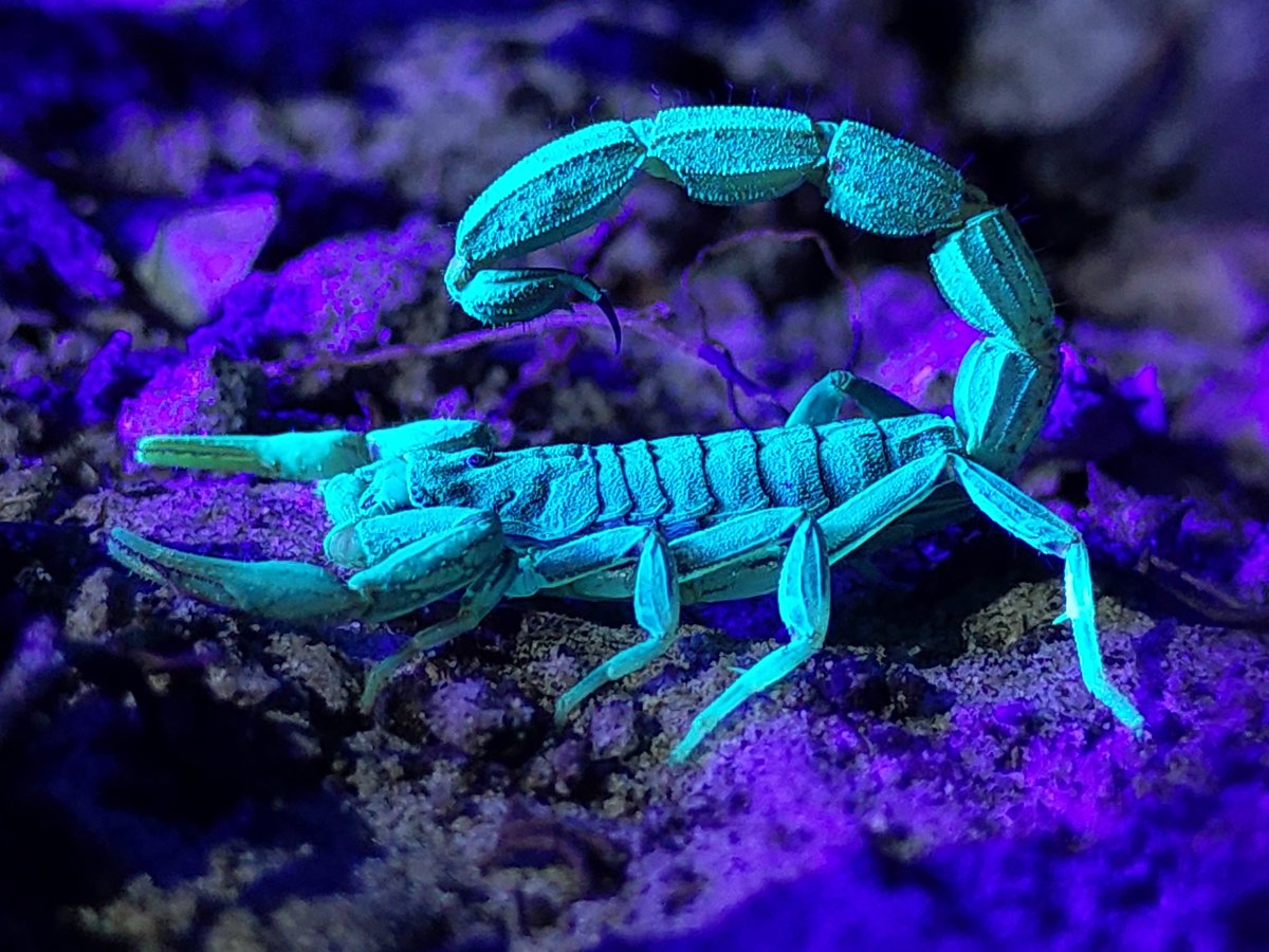Ghost in the dark. #uvlight #scorpions #wildindia #natureinfocus #naturephotography #madhyapradesh #mobilephotography #nokia #nofilter #venomous #predator #citizenscienceproject  #indianbiodiversityportal #india #biodiversityhotspot #arachnidsofinstagram #arachnids