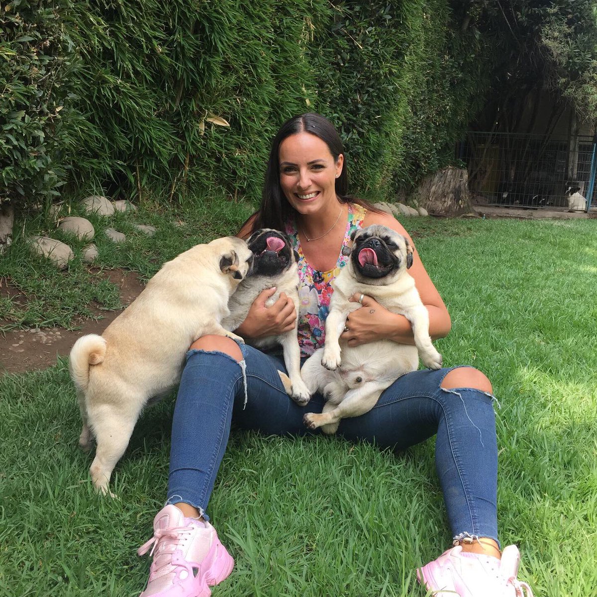 CampoAbiertoCh's tweet photo. Hoy a las 19.30 hrs en un nuevo capítulo estreno de nuestro programa “Perros”, conoceremos todo acerca de los encantadores Pug. Con la conducción de Maca Sánchez #CampoAbiertoTV #Perros #MacaSanchez https://t.co/QVJP15VoCP