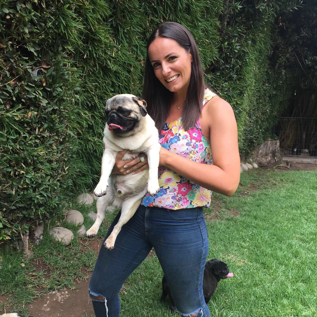 CampoAbiertoCh's tweet photo. Hoy a las 19.30 hrs en un nuevo capítulo estreno de nuestro programa “Perros”, conoceremos todo acerca de los encantadores Pug. Con la conducción de Maca Sánchez #CampoAbiertoTV #Perros #MacaSanchez https://t.co/QVJP15VoCP