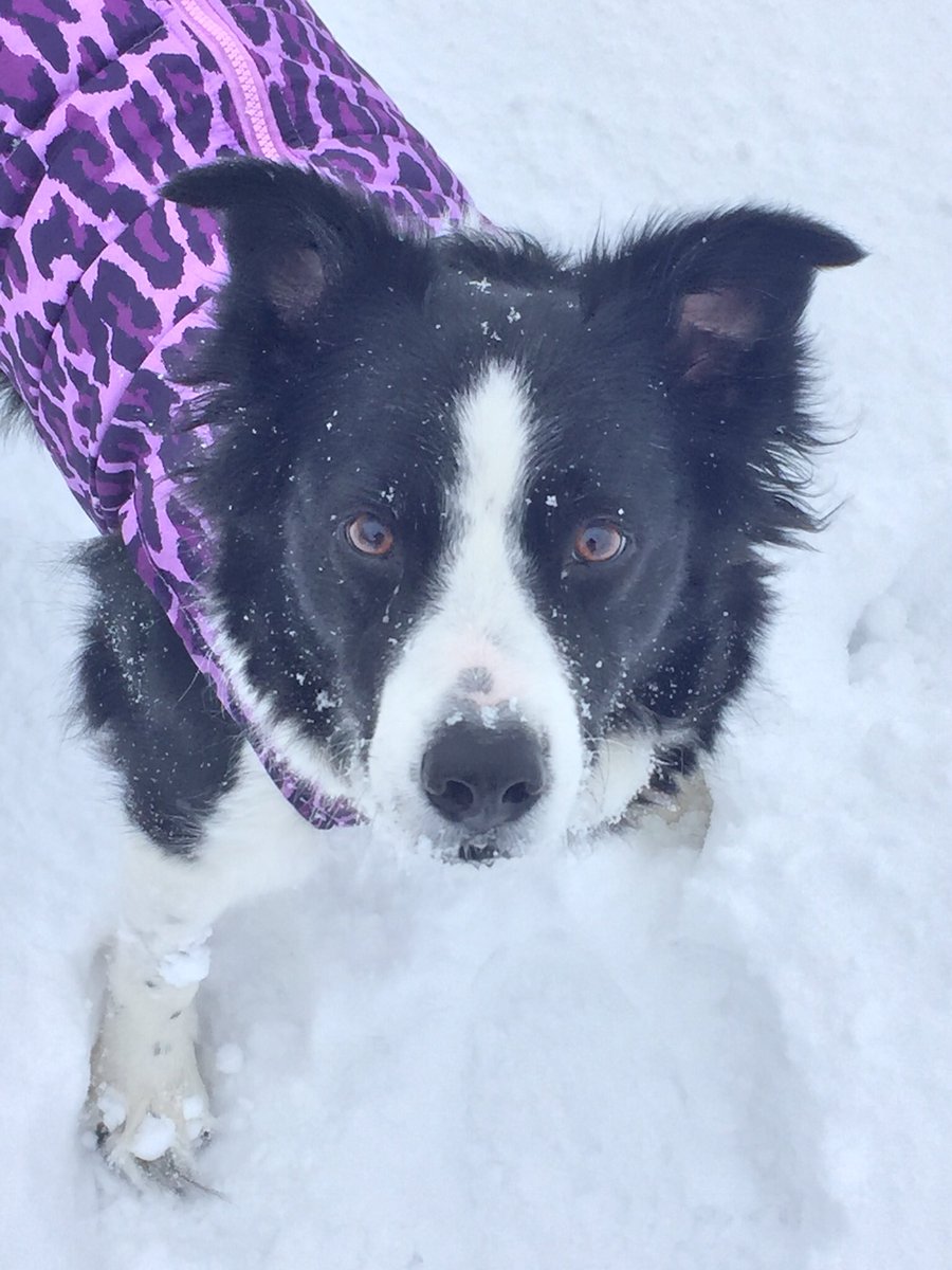 MarkingStars's tweet photo. @Deligracy Roxie - she hates tea towels, loves balloons and tennis balls and excitedly greeting whoever knocks the door https://t.co/PGtjNkbXn4