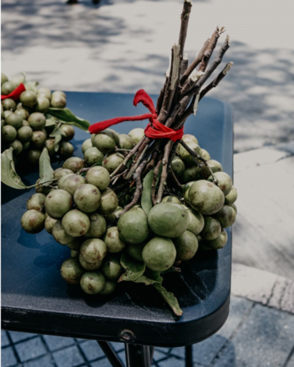 localguestpr's tweet image. Try the iconic fruit "quenepa" in the historic town of #Ponce. Email us at hello@localguest.com to find out how to experience this magical southern town. #localguest