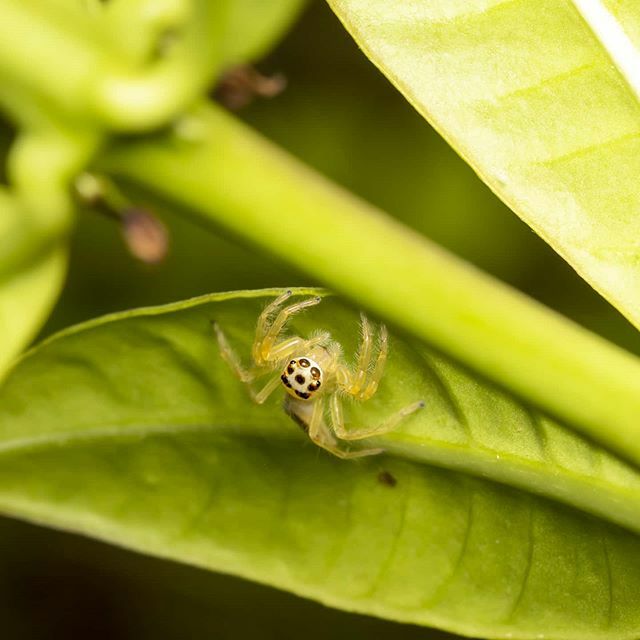 #macro_mood #macro_vision #ip_insects #kings_macro #macro_freaks #arthropod_perfection #masters_in_macro #kings_insects #top_macro #macro_perfection #macro_captures #canon #macro_brilliance #nature #nb_nature_brilliance #natgeo #mta_macro #grikart_macro … ift.tt/36dN4wN