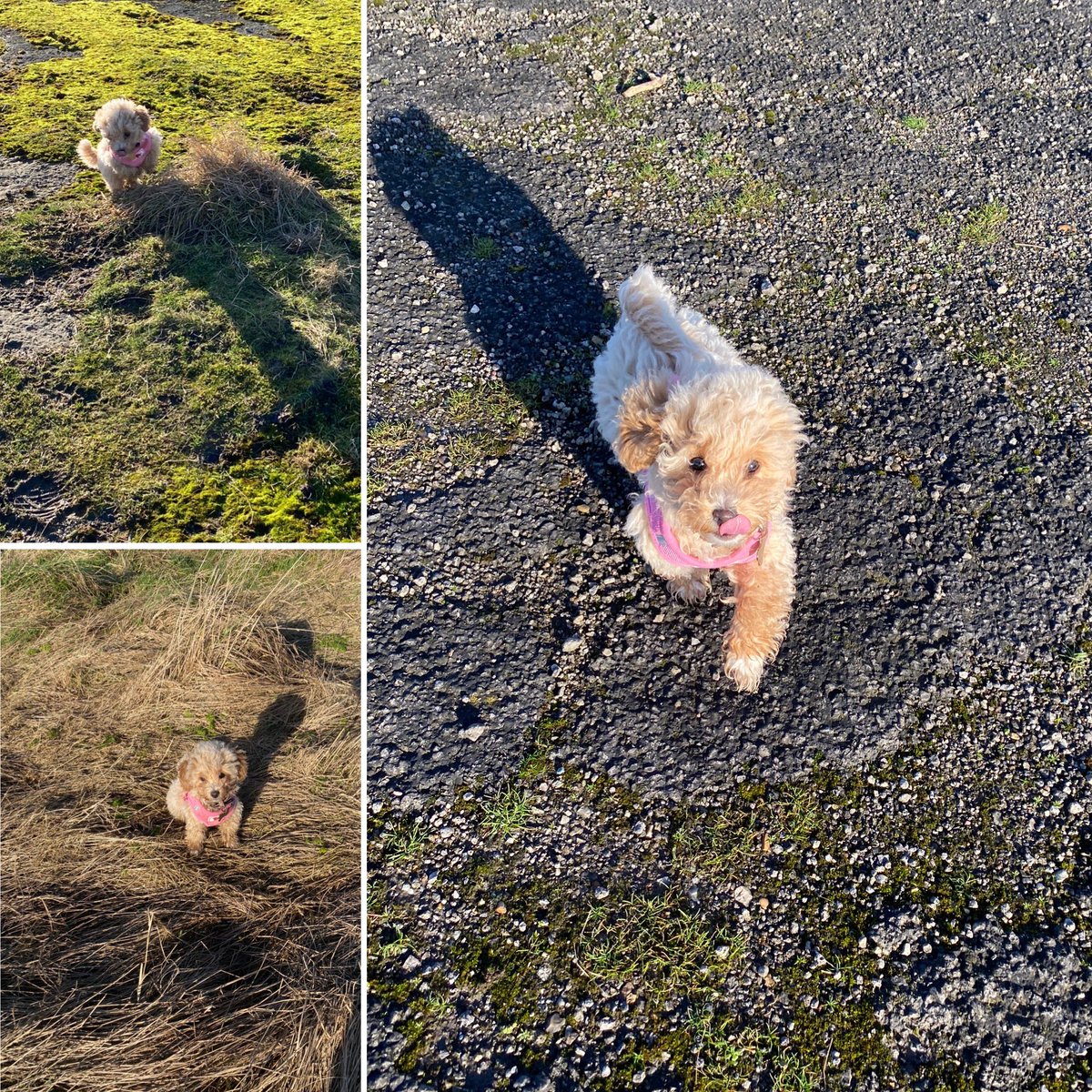 ASteedmanEHPA's tweet photo. Pixie loves that she can now go out for walks. Hopefully she can come for a visit to meet her school family. #freedom #offthelead #walkies @EdwardHeneagePA  @DRETnews https://t.co/f1NpNbILz4