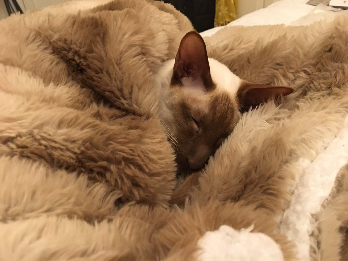 Diablo_Siamese's tweet photo. Such a spoilt & #pampered #handomedevil ❤️#SundayBrunch #TeamDiablo #FurryBlanketThrone ❄️❄️❄️@jolenehunter #CatsOfTwitter #catsofinstagram https://t.co/ebhLtFtTaJ
