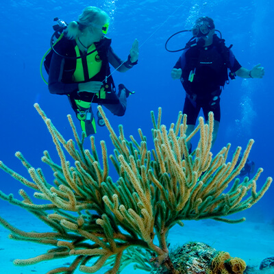 ¿#SabíasQue <a href="/SeaProDiver/">SeaPro Divers</a> ofrece clases gratuitas de #buceo en nuestra piscina principal? #TipDeViaje