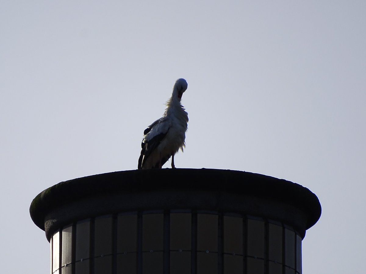 CCommijs's tweet photo. #Wintertelling #Ooievaars
3 #Ooievaars in Rotterdam op de treinrails bij @RotterdamZoo en 1 tegenover de #Riviรจrahal.
@vogelnieuws @waarneming https://t.co/vvuFmyBeLe
