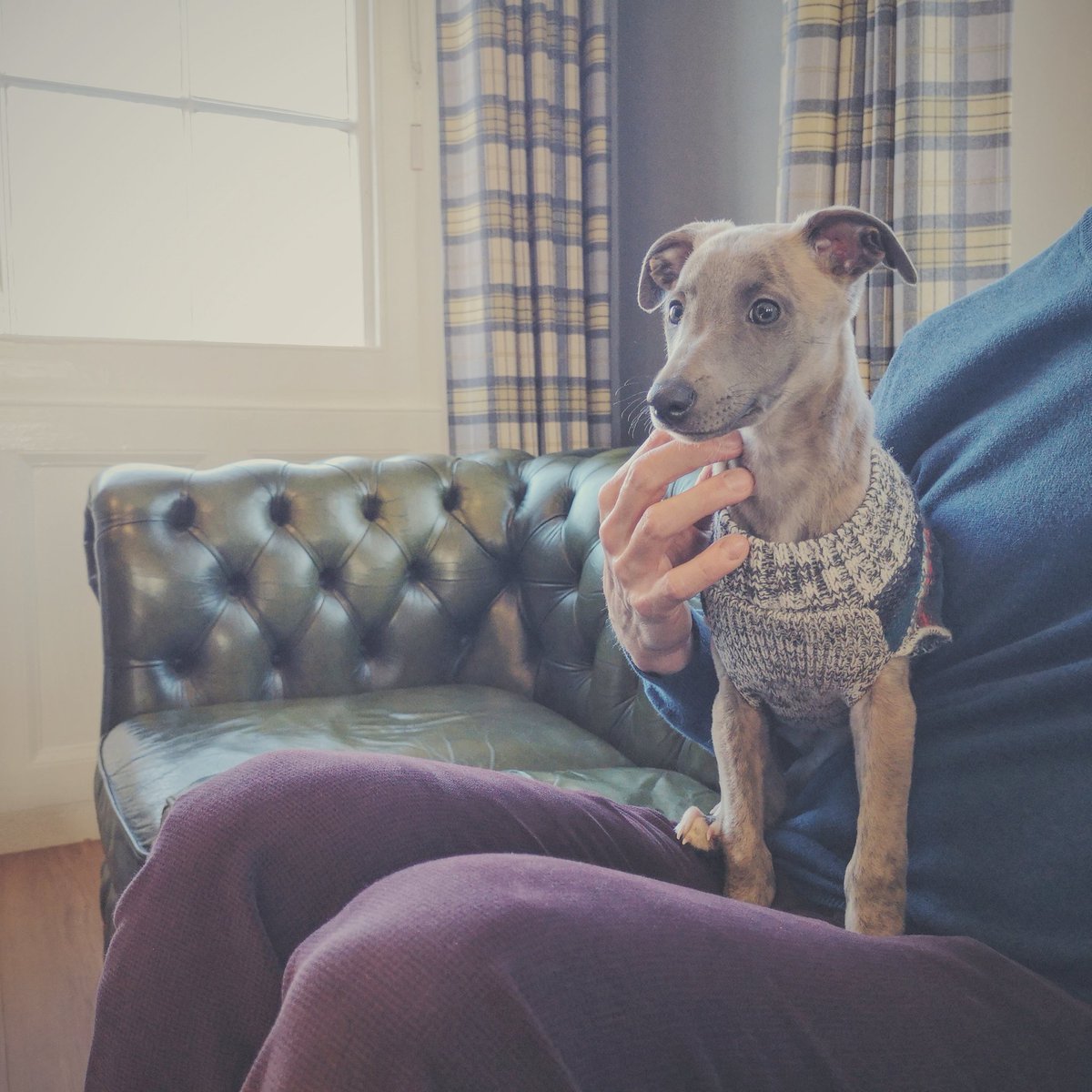 greatwestern_'s tweet photo. We are #dogfriendly at The Great Western Hotel #visittaunton 🐶💕 https://t.co/dJeA2VK1bJ