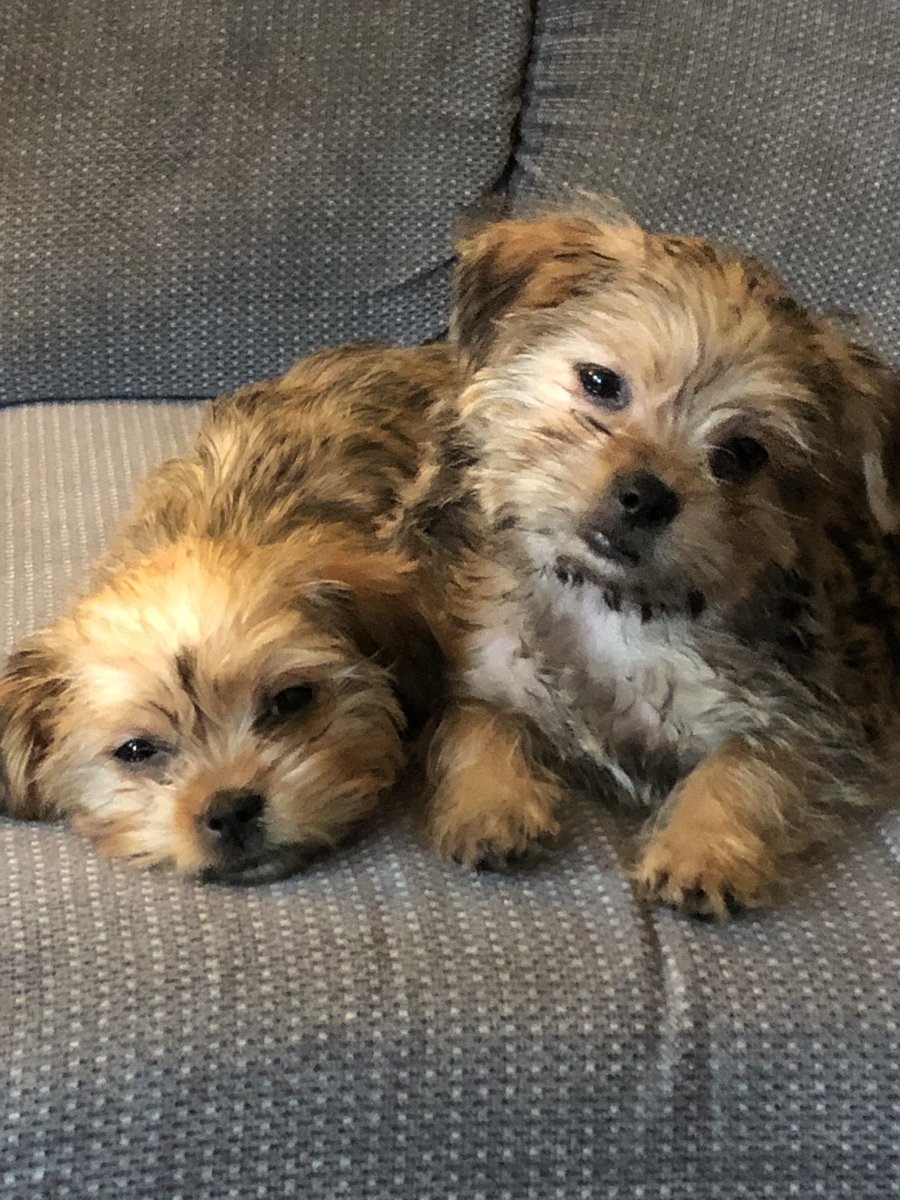 katbev17's tweet photo. How cute are these two💕 #shorkies #KamiandKimi ❤️ https://t.co/yulLzhAYGB