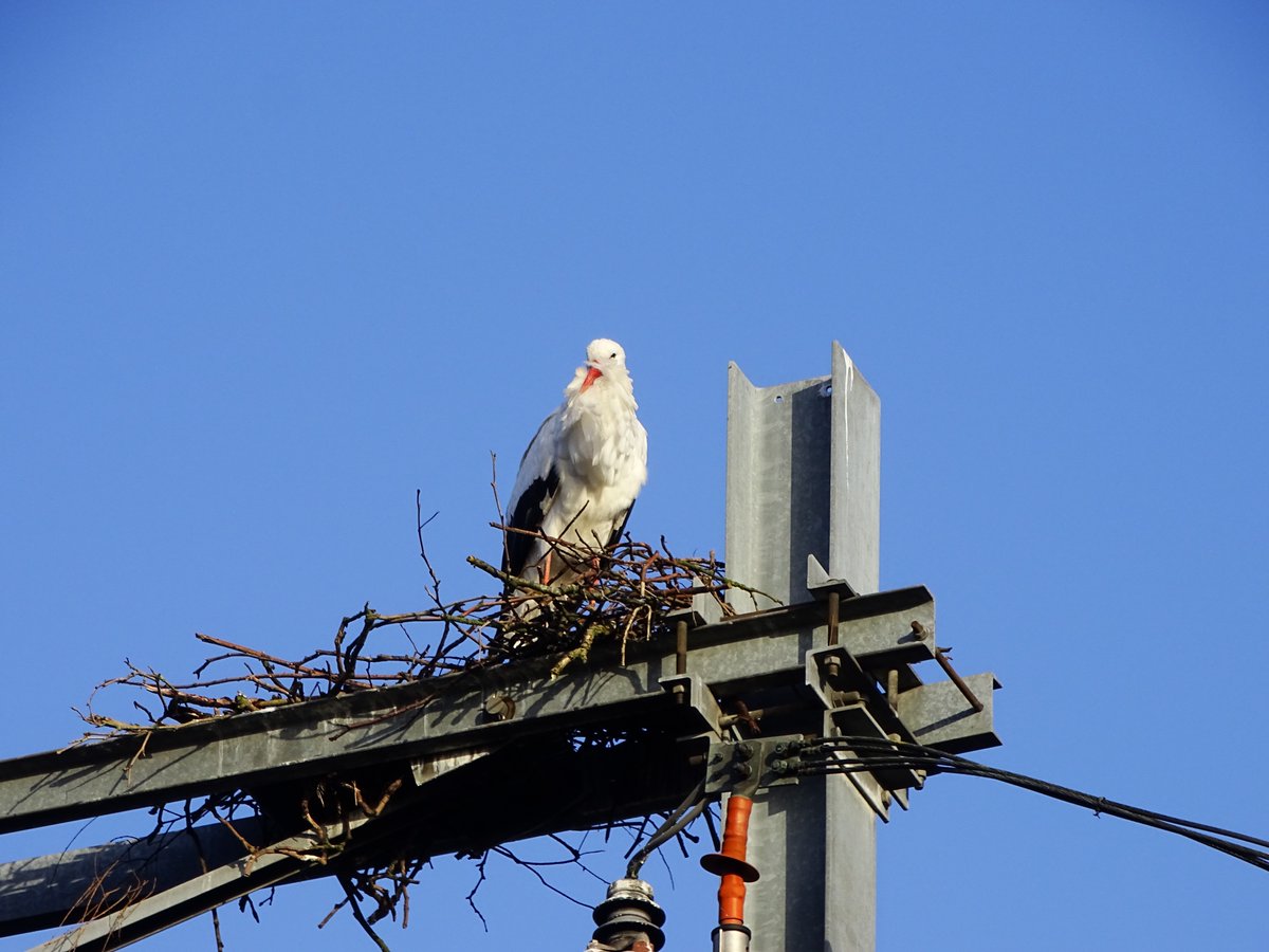 CCommijs's tweet photo. #Wintertelling #Ooievaars
3 #Ooievaars in Rotterdam op de treinrails bij @RotterdamZoo en 1 tegenover de #Riviรจrahal.
@vogelnieuws @waarneming https://t.co/vvuFmyBeLe