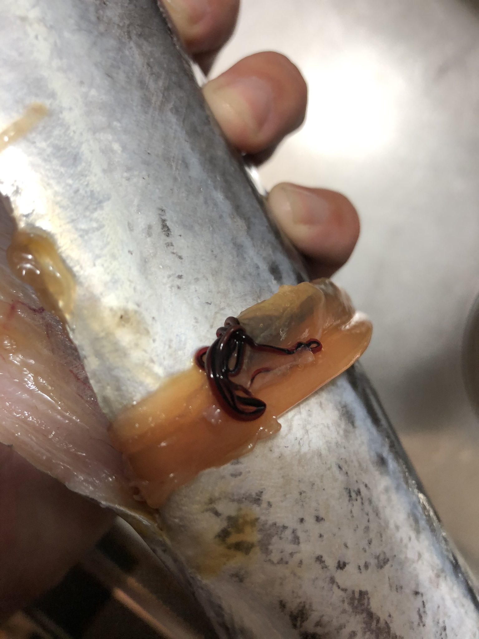 澪標 みおつくし 閲覧注意 これどうやって食べよう サゴシに糸状虫いるの初めてみたかも そして アニ様の量が 身はいいのに 澪標 みおつくし 閲覧注意 これどうやって食べよう サゴシに糸状虫いるの初めてみたかも そして アニ様の量が 身はいいのに