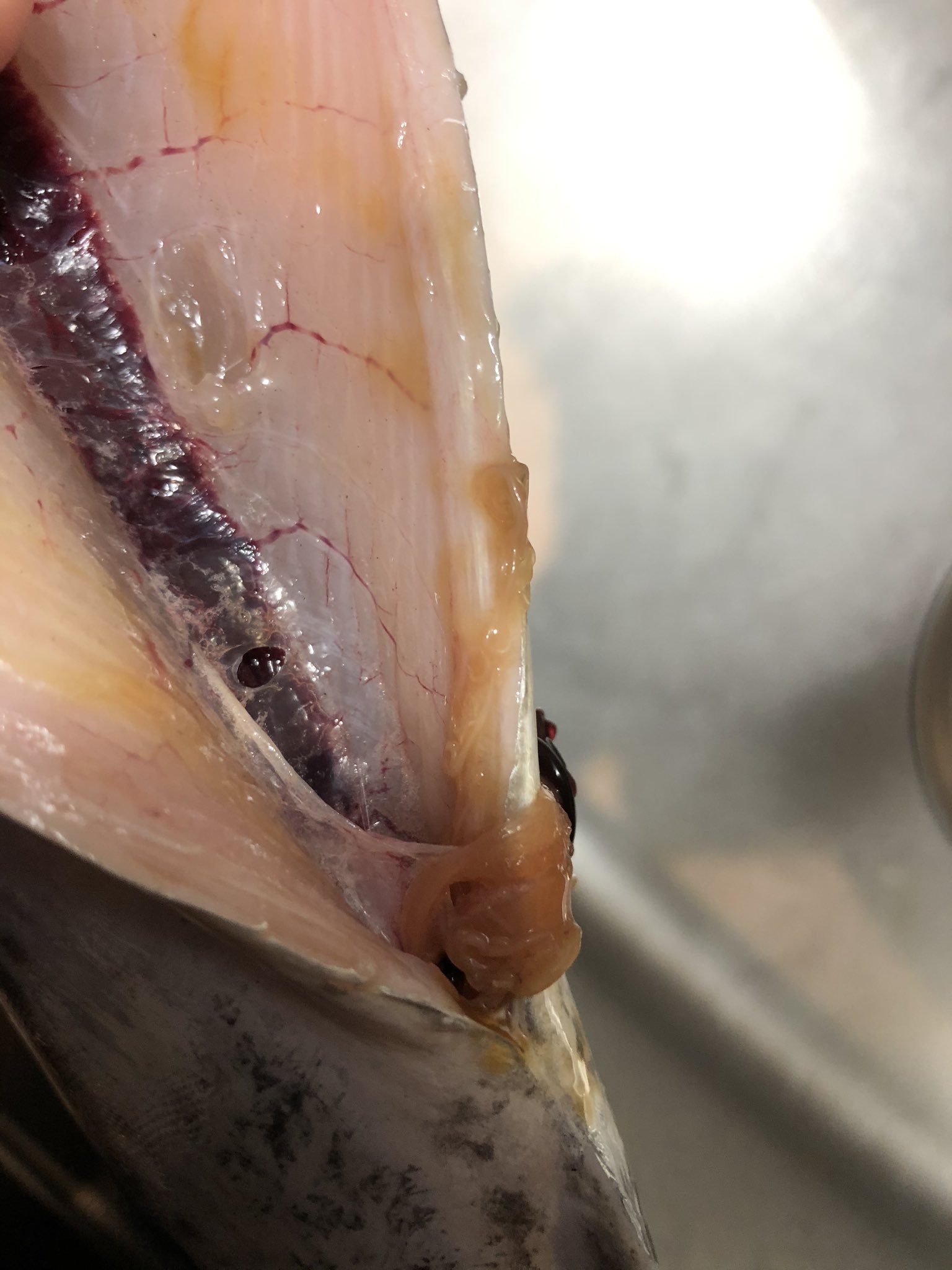 澪標 みおつくし 閲覧注意 これどうやって食べよう サゴシに糸状虫いるの初めてみたかも そして アニ様の量が 身はいいのに 澪標 みおつくし 閲覧注意 これどうやって食べよう サゴシに糸状虫いるの初めてみたかも そして アニ様の量が 身はいいのに