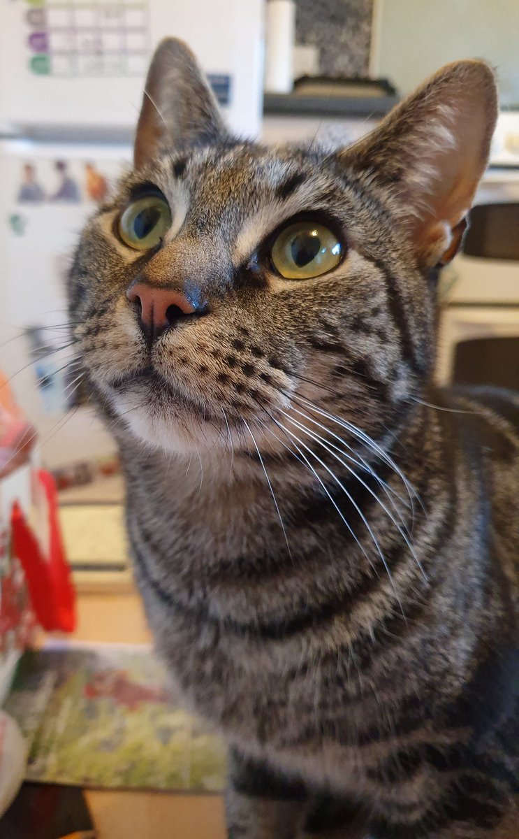 BagginsSuperCat's tweet photo. A wee Sunday #WayneFans pic for you all! https://t.co/mpI2uR6MRy