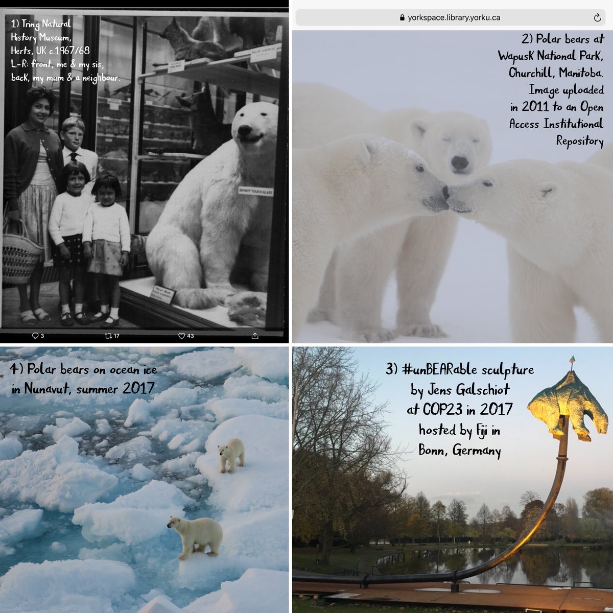various polar bear photos with or by dawn bazely from 1967-2017