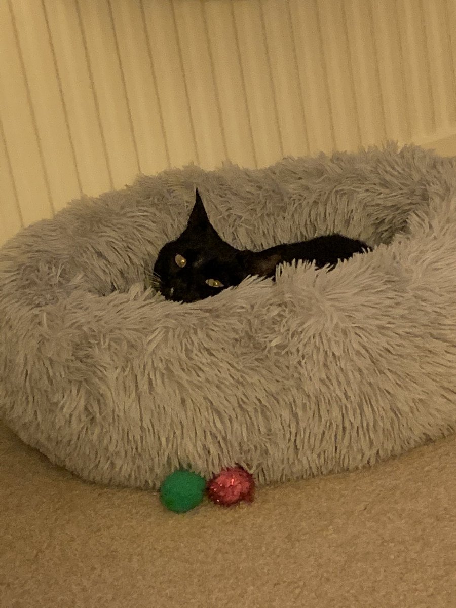 catorezzi's tweet photo. Mollie LOVES her new fluffy bed!!!
#molliesbed #fluffybed #oscardoesntgetalookin https://t.co/IxU7d9DROV