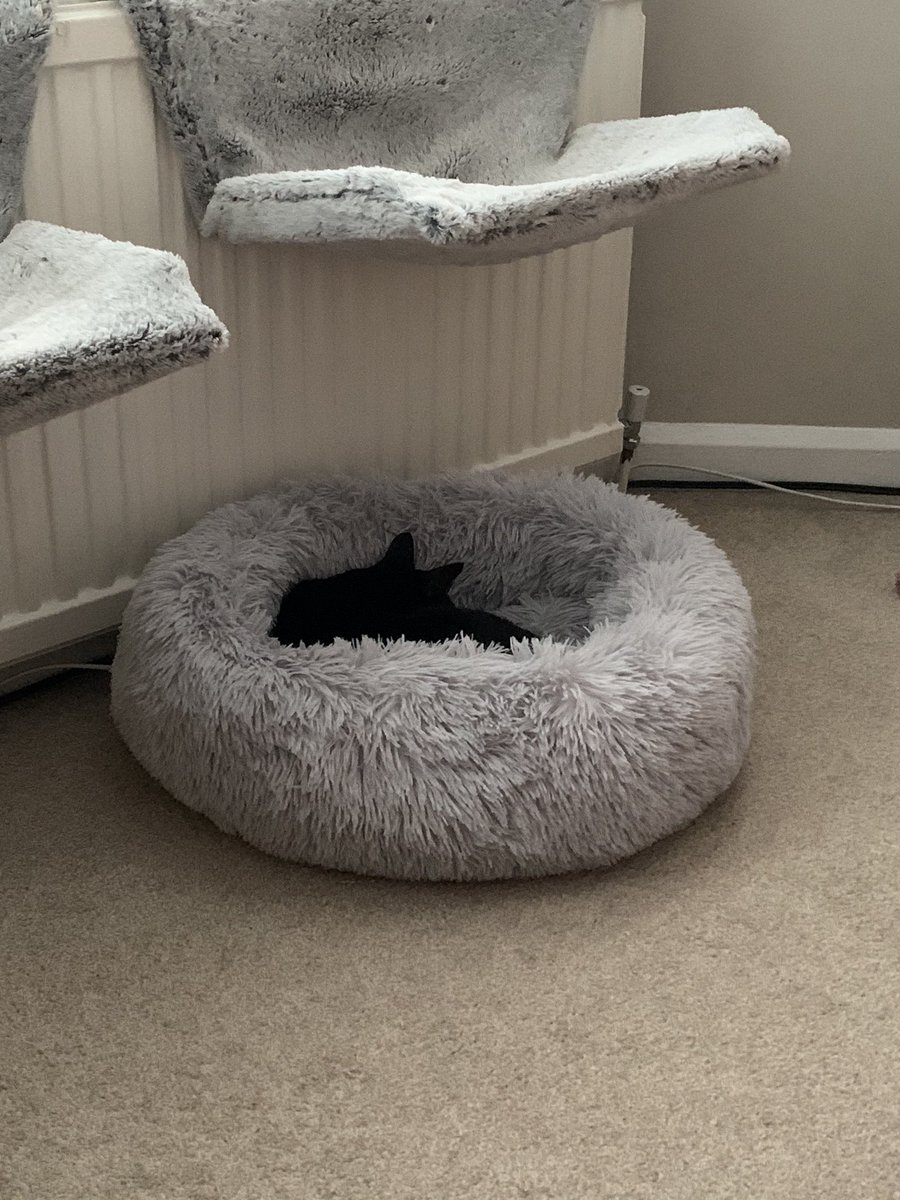 catorezzi's tweet photo. Mollie LOVES her new fluffy bed!!!
#molliesbed #fluffybed #oscardoesntgetalookin https://t.co/IxU7d9DROV