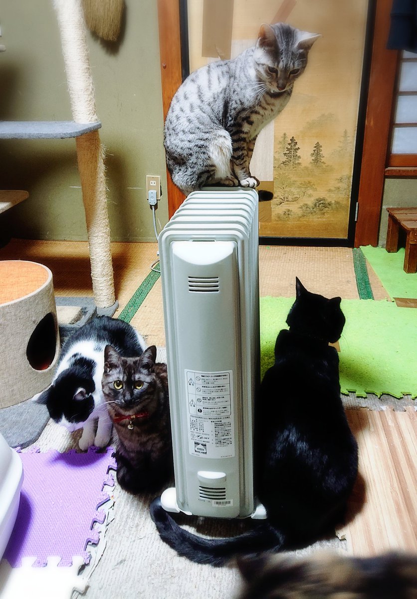 夜々 一方その頃隣の部屋では みんなでオイルヒーターに群がっているのでした 上に乗ってるのは危ないからすぐ降ろした T Co Chfvnnrgyk Twitter
