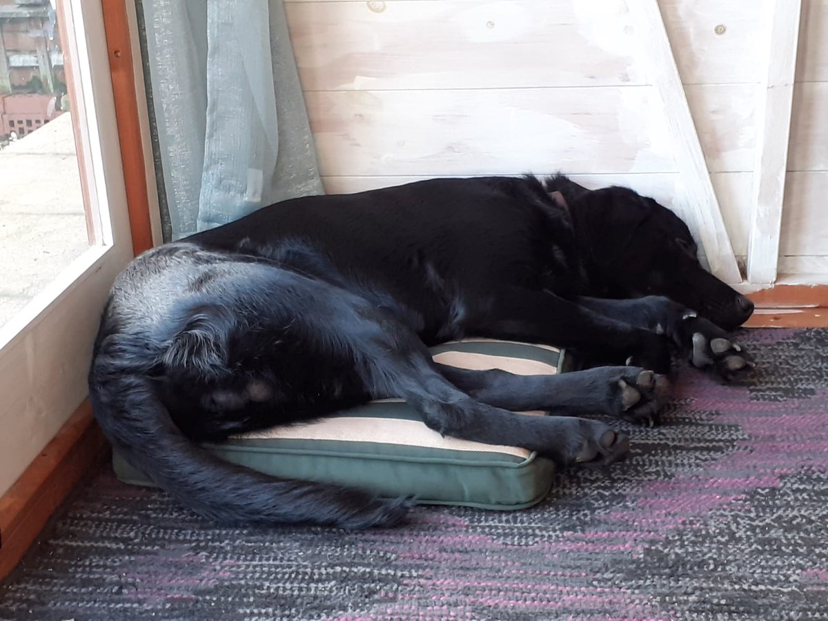 FurbabyPrince's tweet photo. Sleeping off the #zoomies now #mickeyandruby have gone home #summerhouse silence😅 @Fritz_the_Lab @daisy_pom @VICTORDOG1 @KeithTinaHarri1 @vinnieandco @DylanTDog @goldenprincessG @sidneychoccy @Obi_Obs @HandsomeHector1 @alfiewoofwoof @NormanTheCairn @Harbeated @BonkersMolly https://t.co/W18M6nm5R7