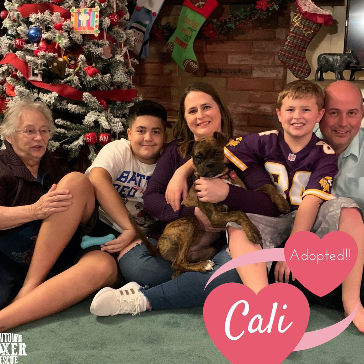 CowtownBoxerRes's tweet photo. Cali is celebrating her new family! Happy Adoption Day, Cali!

#CBRAdoption #wesavelives #adoptdontshop https://t.co/0QddqYpdpX