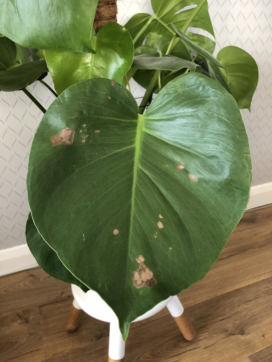 Silkin Tan tweet media