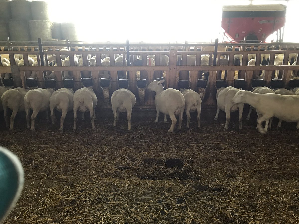 LindsayDykeman's tweet photo. Udders are filling in nicely as this group creeps closer to lambing. #klandonfarms #lambseverywhere #babymommas #onsheep https://t.co/NSzHM7QJZq