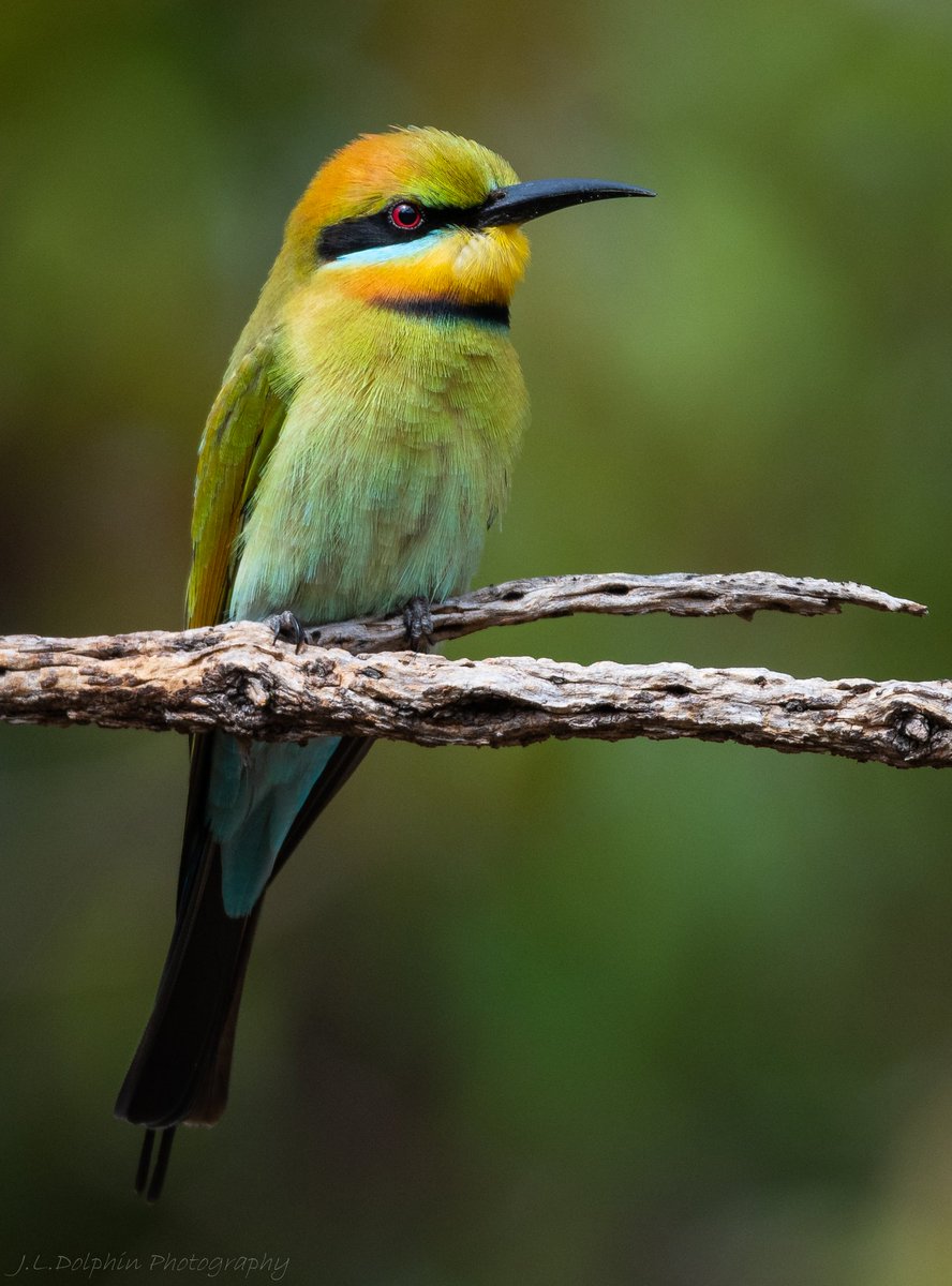 Jamie Dolphin Jamiedolphin1 Twitter