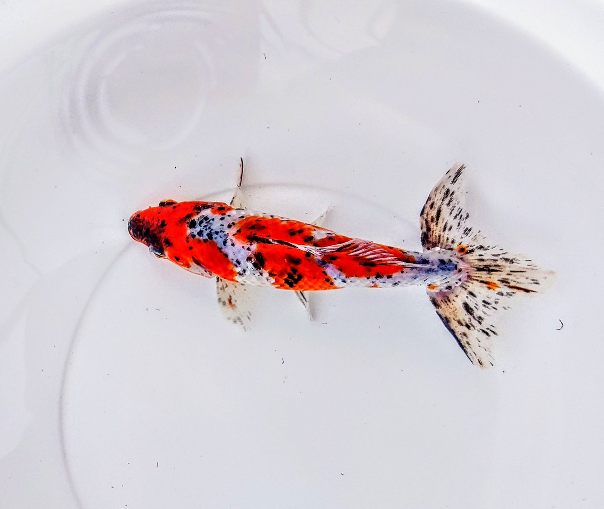 Kunchay131's tweet photo. สีสดๆ วะกิ้น5สี
#wakin
#goldfish https://t.co/pPKS0emIlH