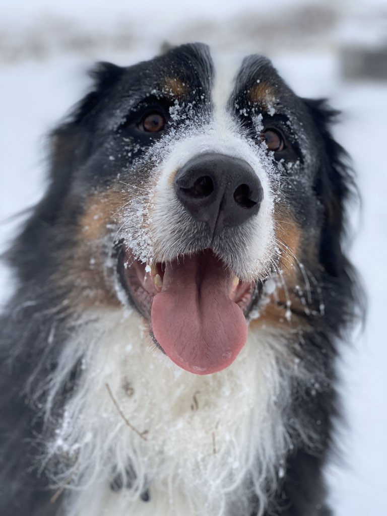 bunsenbernerbmd's tweet photo. Happy Sunday and a Frosty Boop to you!!!
#boop #SundayMotivation #SundayMorning #dogs https://t.co/6hETz4UPUt