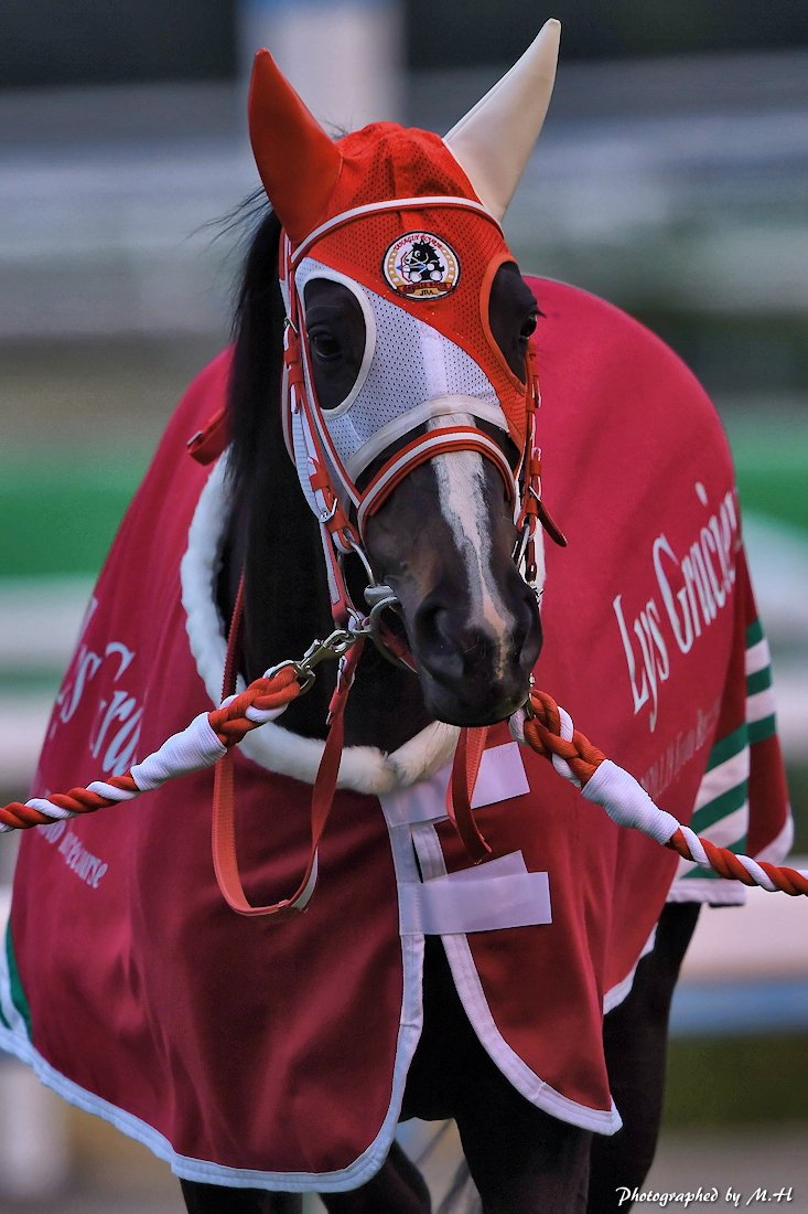 horse_memorys's tweet photo. リスグラシュー https://t.co/aOadPTwjum
