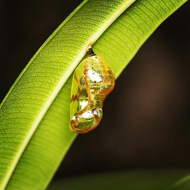 JithinSanal's tweet photo. Pupa
#macro #macrophotography #nature #photography #naturevideo #insects #flowers #ig #macros #insect #insectguru #magicmacroworld #macro_captures_ #1macroshot #caterpillar #macro_highlight #_macroart #macro_vision #video #macrovideo #leaf #macrovideogra… https://t.co/mM4auQ3lvW https://t.co/AS4cbkSFfF