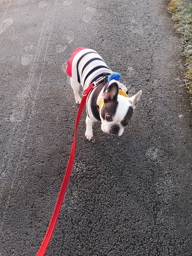 IggyBFrenchie's tweet image. Frosty walk