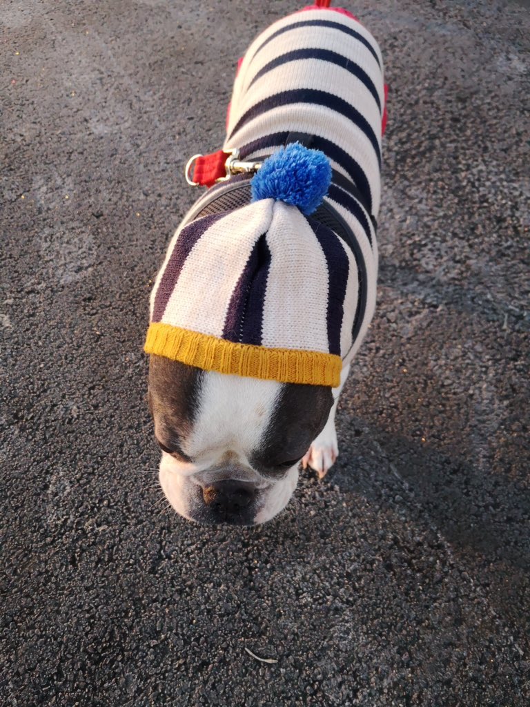 IggyBFrenchie's tweet image. Iggy keeping ears warm